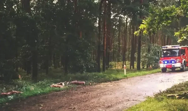 Pożar lasu w Zielonczach – działania strażaków i nadleśnictwa