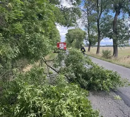Interwencja OSP w Wolborzu: powalone gałęzie na drogach w Studziankach i Bogusławicach