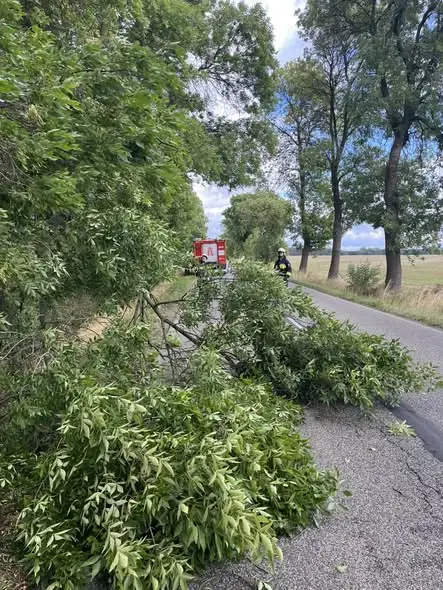 Interwencja OSP w Wolborzu: powalone gałęzie na drogach w Studziankach i Bogusławicach
